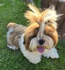 Reproduktor Shih tzu - 5