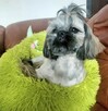 Shih tzu piesek FCI