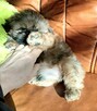Shih tzu piesek FCI - 8