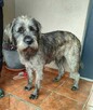 Sznaucer mix Wader szuka domu -schronisko Zgierz -aktualne - 3