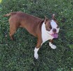 Boston Terrier - 5