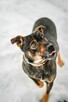 Bronek-młody pies po przejściach do adopcji - 4