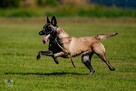Owczarek Belgijski Malinois FCI/ZKWP - 9