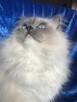 Kocięta ragdoll z rodowodem FPL - 4