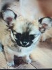 Sobolowy Unikatowa Chihuahua - 6