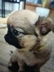 Sobolowy Unikatowa Chihuahua - 7