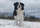 BORDER COLLIE - piękna suka z Hodowli - Szczenię z pełną dok - 5