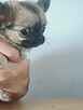 Sobolowy Unikatowa Chihuahua - 3