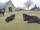 Stajnia wolnowybiegową, hotel stajnia dla koni - 11