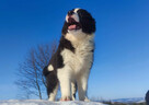 BORDER COLLIE - piękna suka z Hodowli - Szczenię z pełną dok - 3