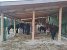 Stajnia wolnowybiegową, hotel stajnia dla koni - 6