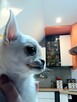 Unikatowa Chihuahua - 2