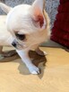 Unikatowa Chihuahua - 3