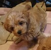 Sprzedam pieski rasy maltipoo z czipem, zaszczepione - 3