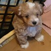 Sprzedam pieski rasy maltipoo z czipem, zaszczepione - 7