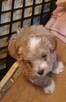 Sprzedam pieski rasy maltipoo z czipem, zaszczepione - 6
