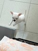 Unikatowa Chihuahua - 6
