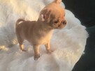 Chihuahua Beżowa Prześliczna - 2