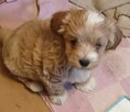Sprzedam pieski rasy maltipoo z czipem, zaszczepione - 4