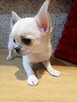 Unikatowa Chihuahua - 4