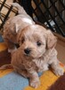 Sprzedam pieski rasy maltipoo z metryka, czipem, zaszczepione - 2