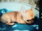 Chihuahua Beżowa Prześliczna - 3