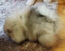 Piękne Pomeraniany ZKwP FCI - 8