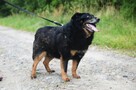Dżeki - niekonfliktowy, wspaniały psiak szuka domu - 4