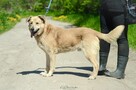 Dex - kochany, wierny pies szuka domu! - 3