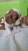 Chlopcy Cavalier King Charles Spaniel ZKwP fci - 3