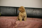 GOLDEN RETRIEVER-typ amerykański, ZKwP/FCI, złote - 6