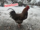 Sprzedam koguty - 2