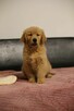 GOLDEN RETRIEVER-typ amerykański, ZKwP/FCI, złote - 3