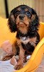 Chlopczyk Cavalier King Charles Spaniel fci - 10