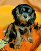 Chlopczyk Cavalier King Charles Spaniel fci - 5
