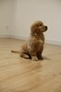 GOLDEN RETRIEVER-typ amerykański, ZKwP/FCI, złote - 5
