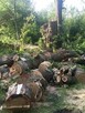 Wycinka drzew, karczowanie