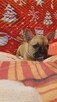 PIESEKI buldog francuski - 6