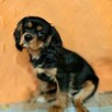 Chlopczyk Cavalier King Charles Spaniel fci - 3