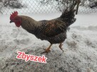 Sprzedam koguty - 3