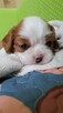 Chlopcy Cavalier King Charles Spaniel ZKwP fci - 7