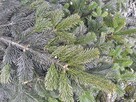 Gałęzie jodły kaukaskiej plantacja - 2