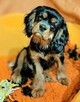 Chlopczyk Cavalier King Charles Spaniel fci - 7