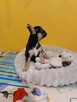 Suczki/piesek buldog francuski okolice Warszawy - 4