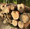 Sprzedam drewno kominkowe - 2