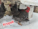 Sprzedam koguty - 4