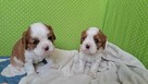 Chlopcy Cavalier King Charles Spaniel ZKwP fci - 4