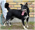 Drej: sympatyczny pies o tajemniczych oczach - 4
