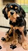 Chlopczyk Cavalier King Charles Spaniel fci - 4