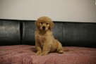 GOLDEN RETRIEVER-typ amerykański, ZKwP/FCI, złote - 8